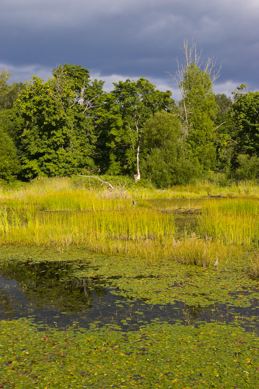 Wetland In Late Afternoon Light